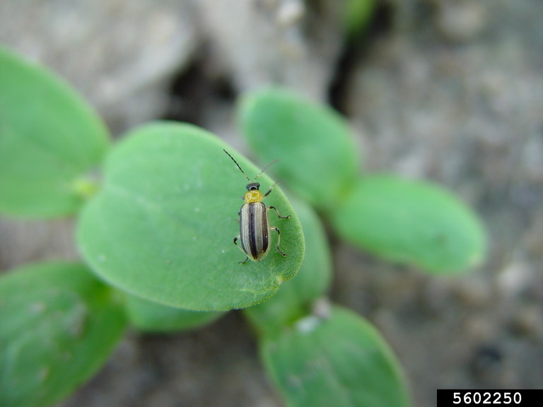 Striped cucumber beetle on seedling