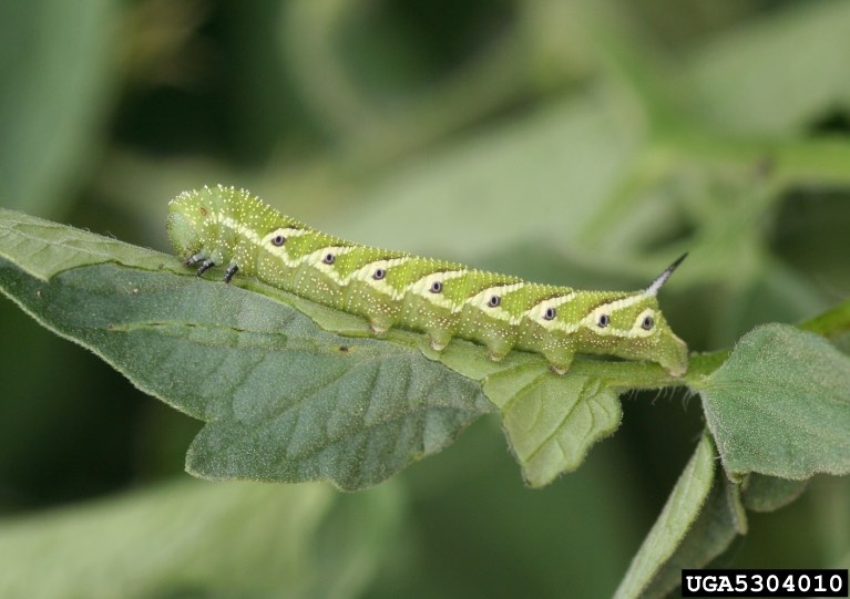 Tomato hornworm larva on plant