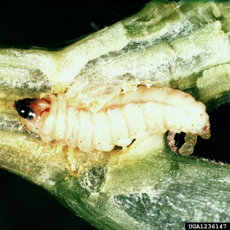 Squash vine borer larva inside stem